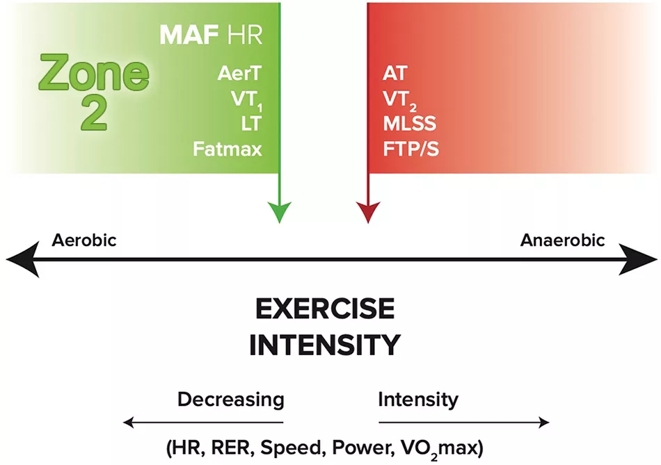 The Science of Zone 2 Training: Physiology, Performance & Endurance Optimization